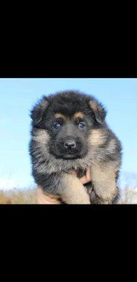 chiot berger allomand