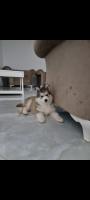 chien-husky-malamut-boumerdes-algerie