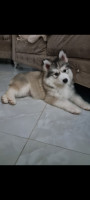 chien-husky-malamute-boumerdes-algerie