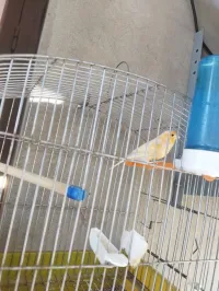 Canari Mal 