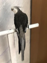 Calopsitte white face 