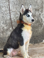 chien-husky-siberien-femelle-kouba-alger-algerie