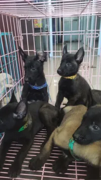 Malinois 