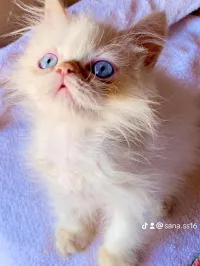 Chat multi race