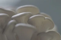 Vente de Champignons
