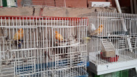 bird-للبيع-7-كناري-بسكرة-biskra-algeria