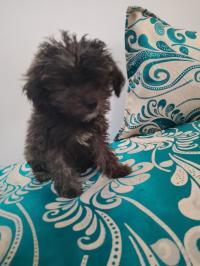 dog-chien-bichon-maltais-nain-beni-messous-alger-algeria