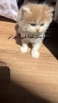 (Vente chat persan) قطط صغيرة برشن أصلية، للبيع في عنابة، شهر ونص