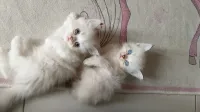 Petit chaton 