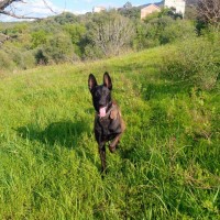 كلاب-malinois-تيزي-وزو-الجزائر