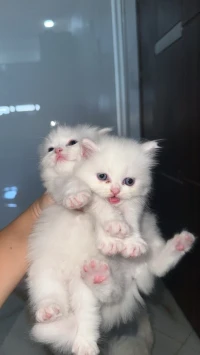 Chat persan 