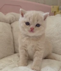 Chat british shorthair mâle 