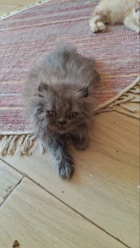 Chat british  femelle 