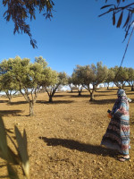 terrain-agricole-vente-mascara-zahana-algerie