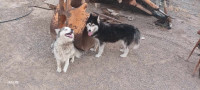 chien-couple-husky-2-ans-mostaganem-algerie