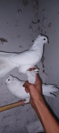 pigeon طاوس 
