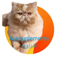 Chat van accouplements 