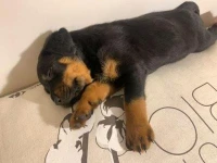 rottweiler femelle 