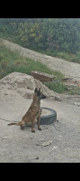 chien-malinois-femelle-azeffoun-tizi-ouzou-algerie