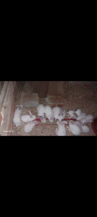 Lapin blanc en très bon état 