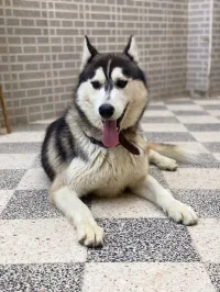 Husky 
