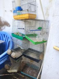 oiseau-des-cages-pour-oiseaux-bir-mourad-rais-alger-algerie
