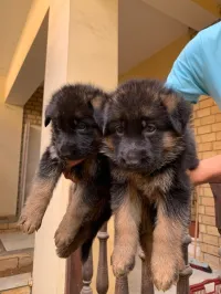 CHIOTS BERGER ALLEMAND ÂGÉ DE 40 jours 