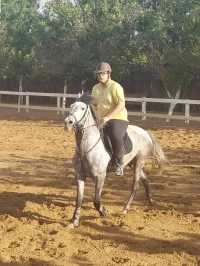 Cheval barbe Arab 