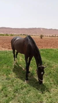 Cheval 