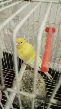 2 canari a vendre affaire 