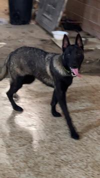 كلب-chien-malinois-بوفاريك-البليدة-الجزائر