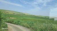 أرض-فلاحية-بيع-البويرة-عين-بسام-الجزائر