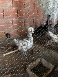 حيوانات-أخرى-poules-padoue-عين-تڨورايت-تيبازة-الجزائر