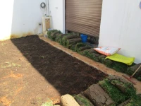 jardinage et plantation de gazon et plante vert 