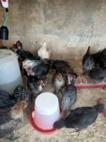 farm-animals-poussins-oran-algeria