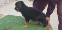 Chiots berger allemand