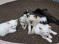 chattons à adopter