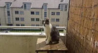 filet pour proteger les chats 