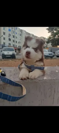 Husky sibérien 