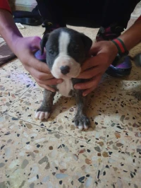 Chiots à vendre 