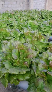 Matériels hydroponiques & solutions nutritives