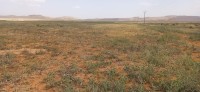 farmland-sell-djelfa-ain-oussara-algeria