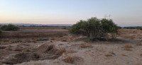 terrain-agricole-vente-relizane-bendaoud-algerie