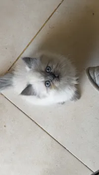 Chaton persan à vendre 