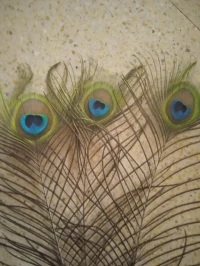 Les plumes de paon