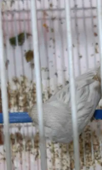 Femelle canari agat blan opale 2023