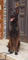 chien-chiot-malinois-charboni-male-bordj-el-kiffan-alger-algerie