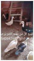 animaux-de-ferme-سيدي-موسى-sidi-moussa-alger-algerie