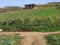 terrain-vente-alger-centre-algerie