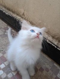 3 petits chatons Persan